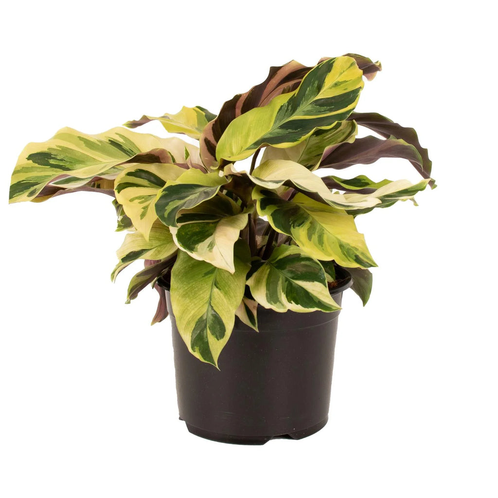Calathea Fusion Yellow 14 CM