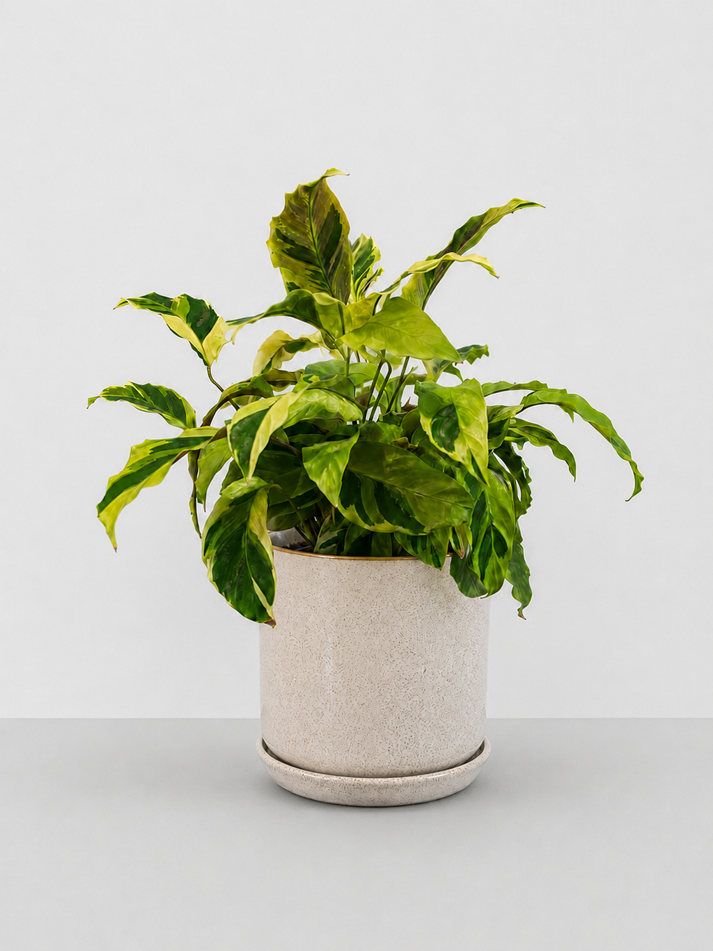 Calathea Fusion Yellow 14 CM