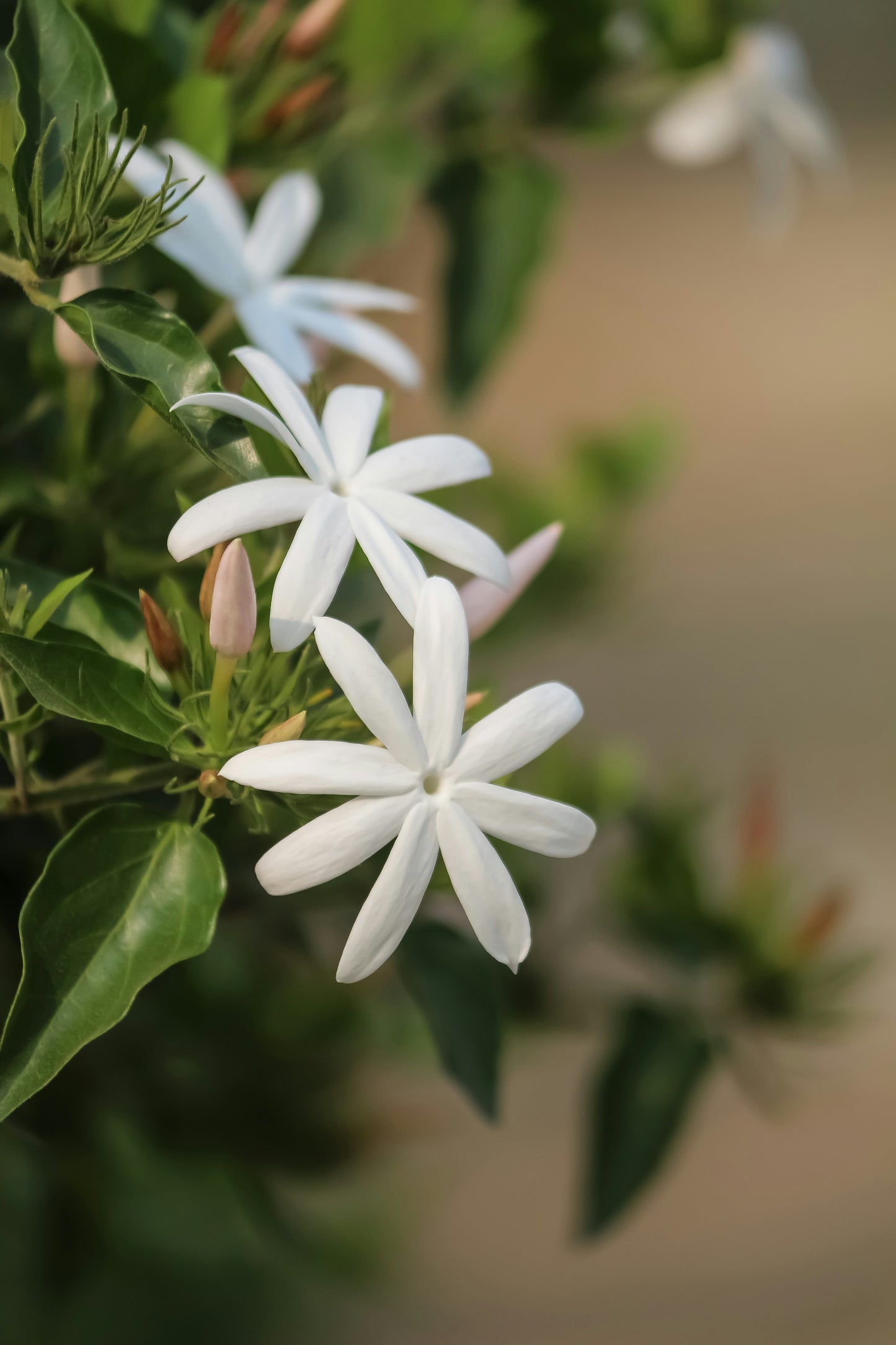 Star Jasmine