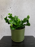 Cobra Plant Set