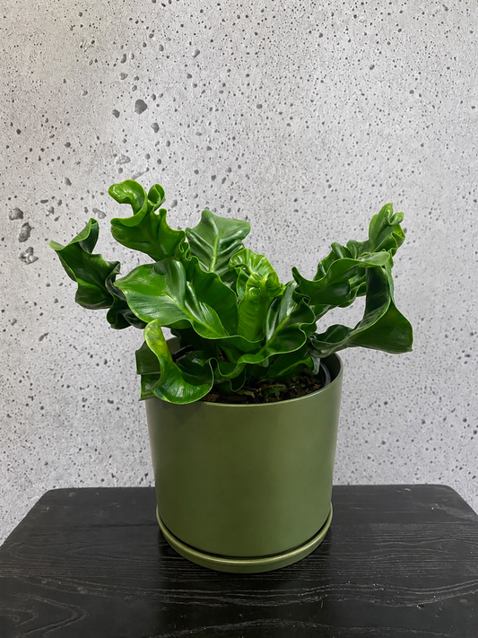 Cobra Plant Set