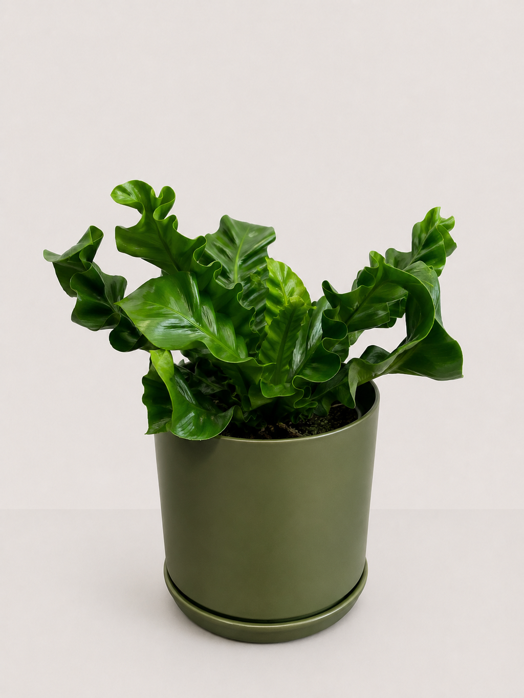 A green ruffled-leaf houseplant in a matte olive green cylindrical pot with a matching saucer, photographed against a plain light gray background.