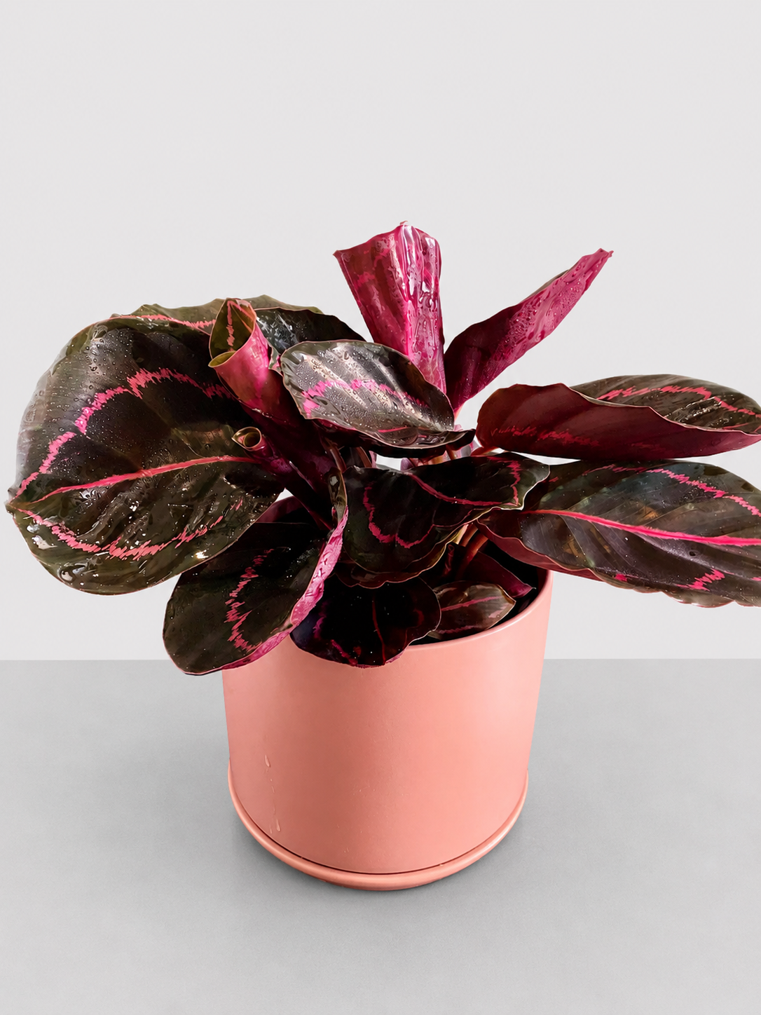 Calathea Dottie 14 CM