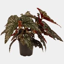 Begonia Black Forest