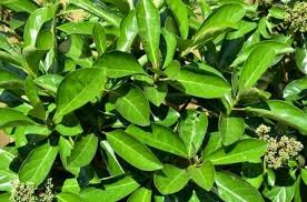 F-Foliage Viburnum (no flower)
