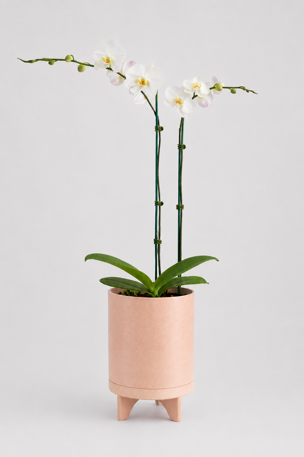 Orchid Grandiflora 18 CM – White