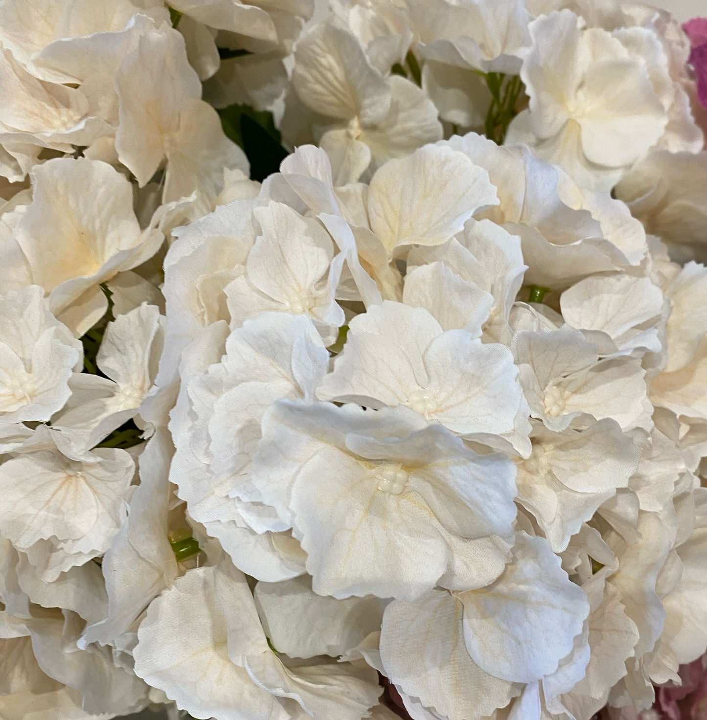 Hydrangea En Masse