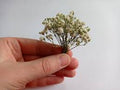 Gypsophila bunch dried (tiny)