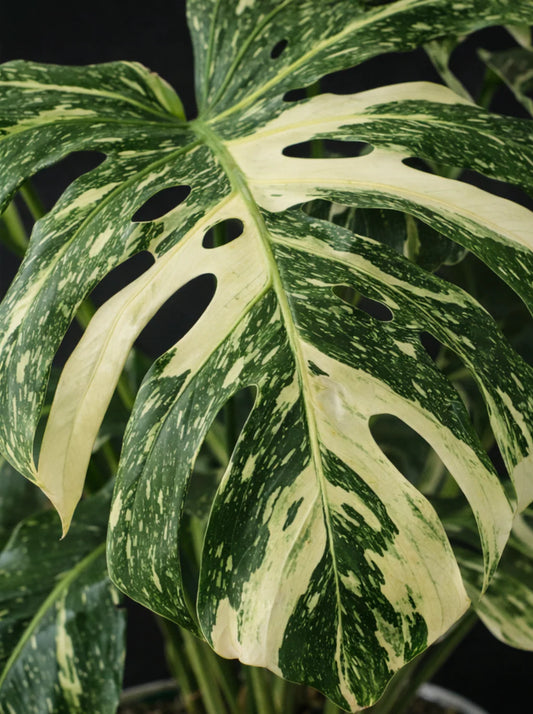 Monstera Thai Constellation — Rare Variegated Beauty