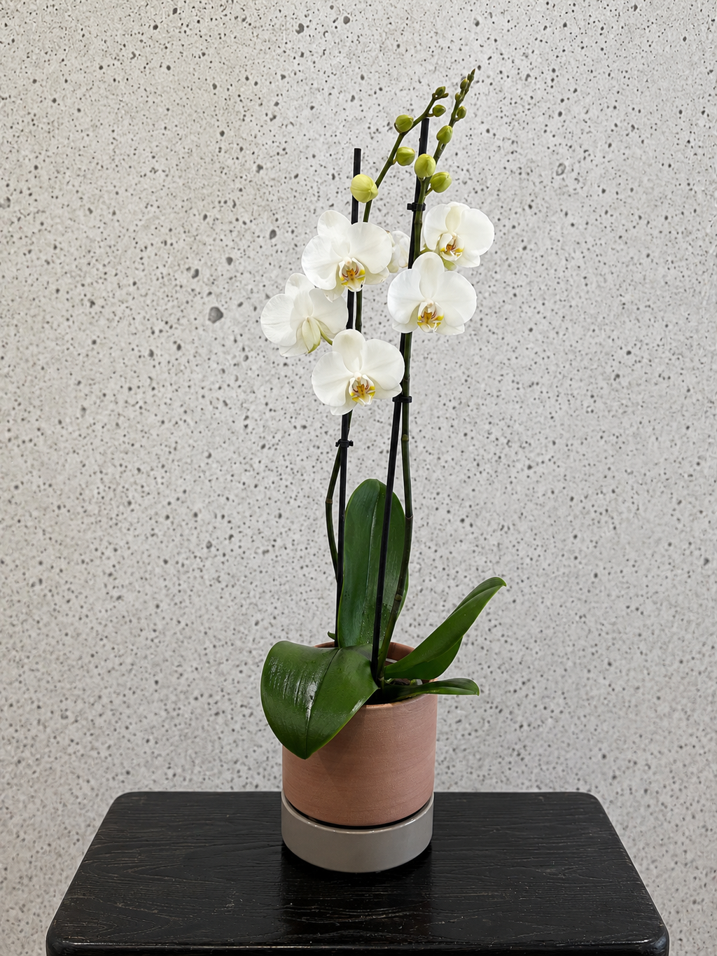 Orchid Set