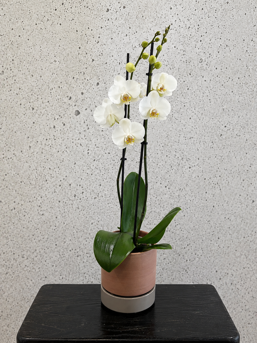 Orchid Set