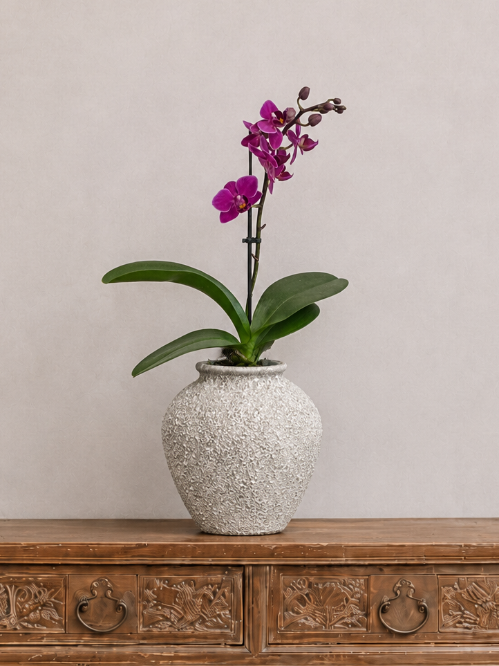 Petros Orchid