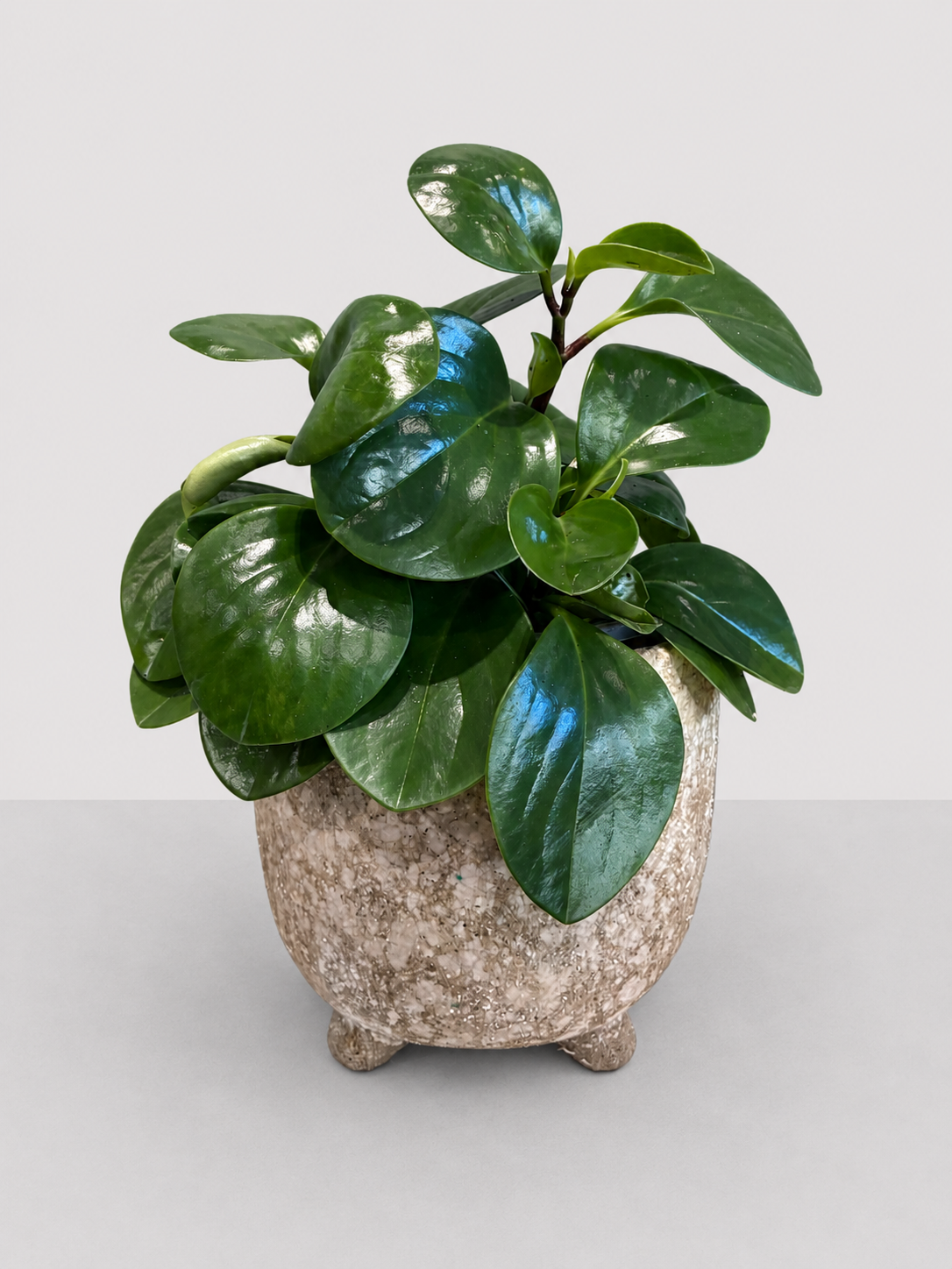 Peperomia Obtusifolia 17 CM