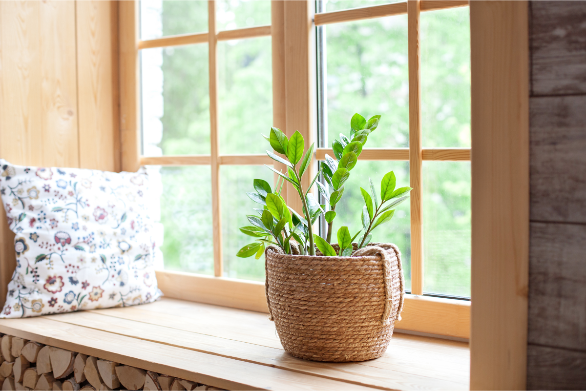 Zamioculcas (medium)