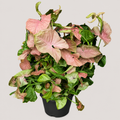 Syngonium Red Heart 20 CM