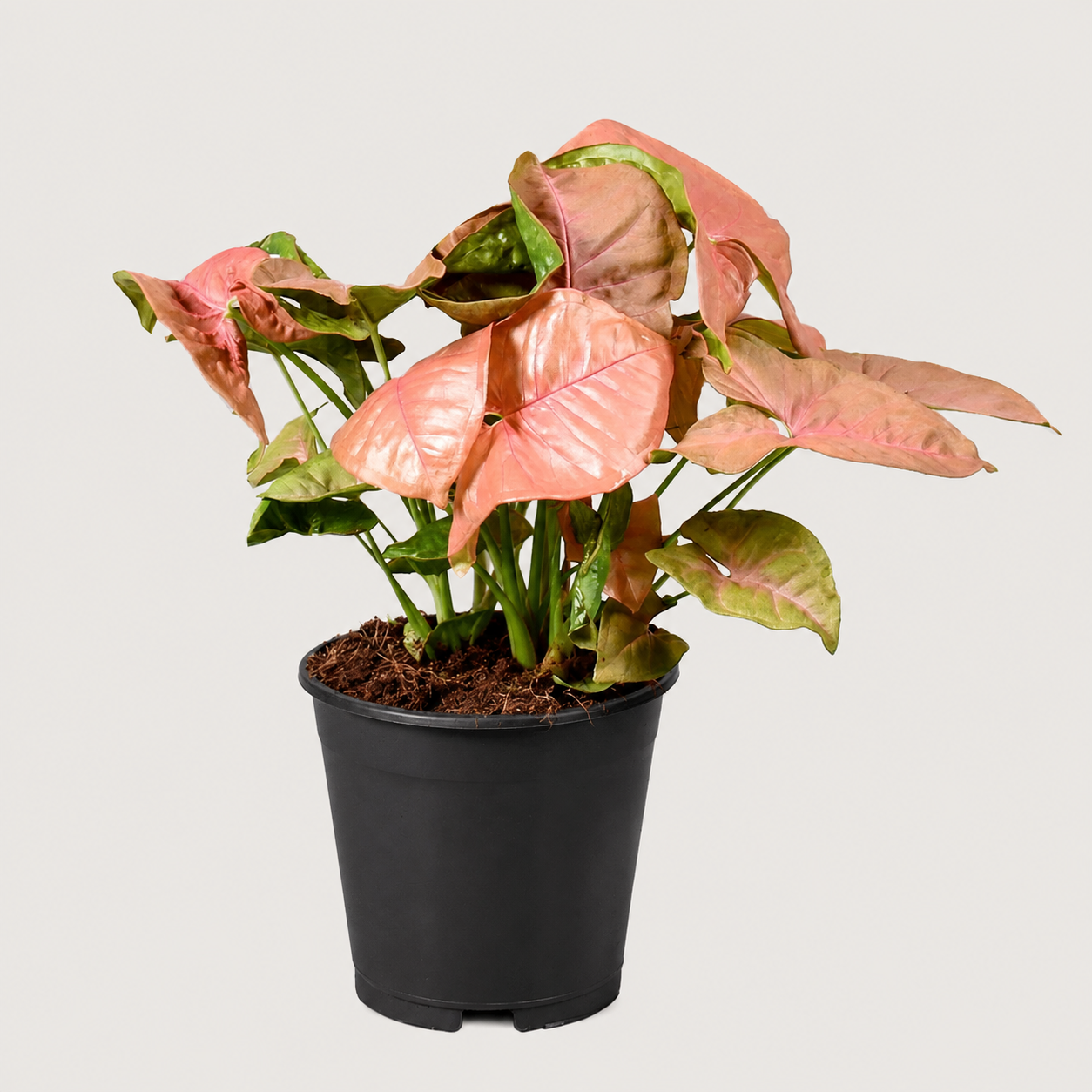 Syngonium Red Heart 17 CM