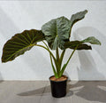 Elephant Ear