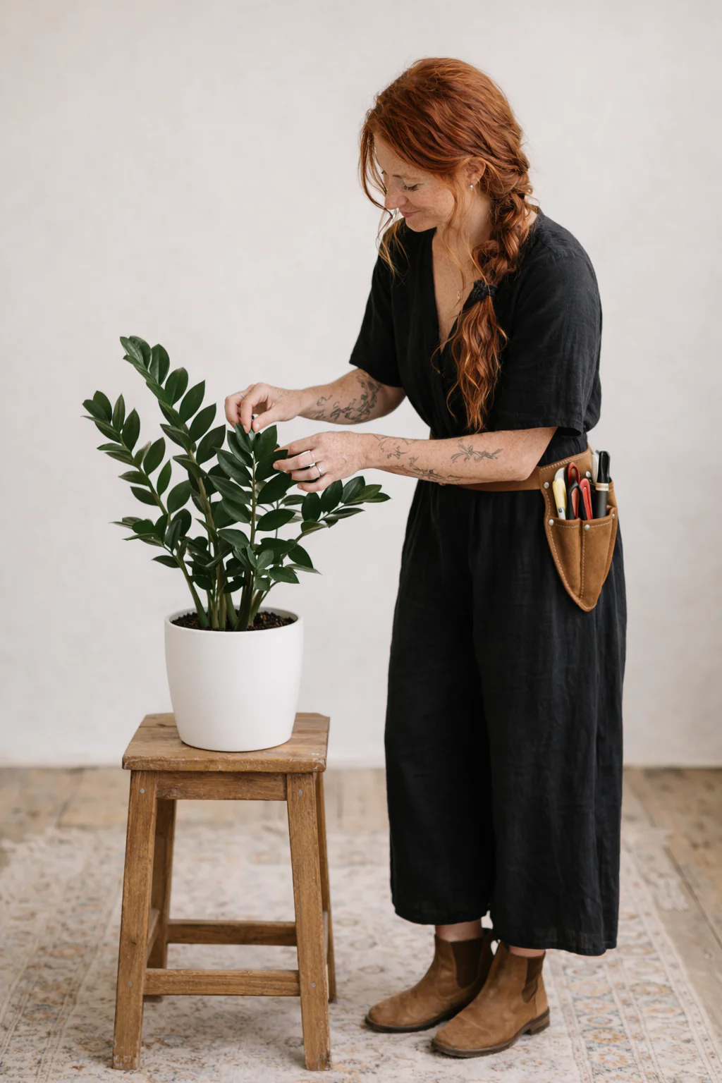 Zamioculcas — Low Light Sculptural Greenery