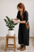 Zamioculcas — Low Light Sculptural Greenery