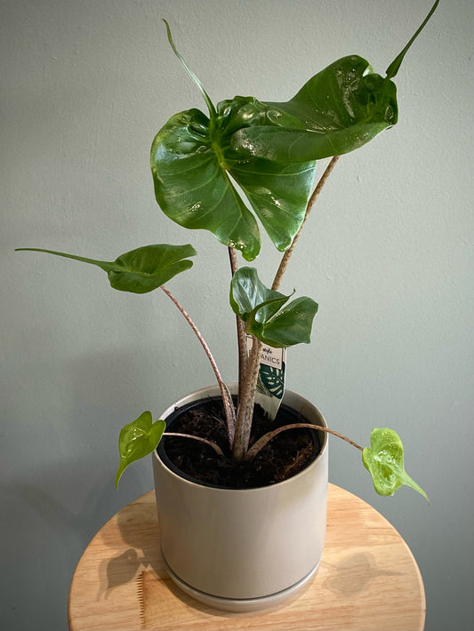 Sting Ray House Plant in Sage Oslo cover pot