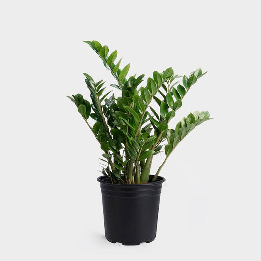 Extra Large Zamioculcas House Plant