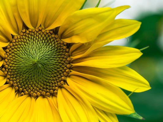 Close up of a fresh sunflower