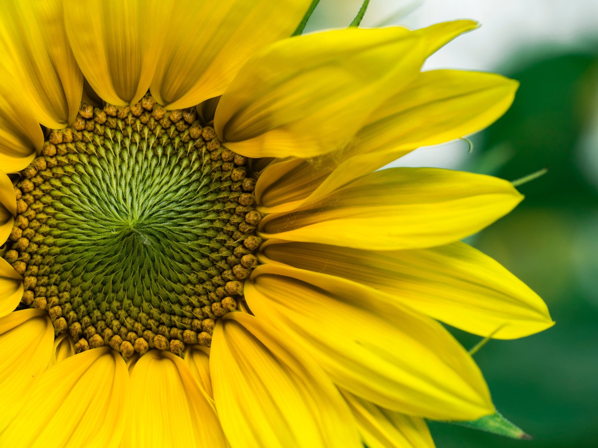 Close up of a fresh sunflower